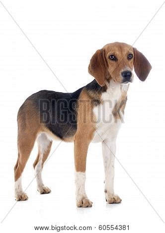 Beagle Harrier