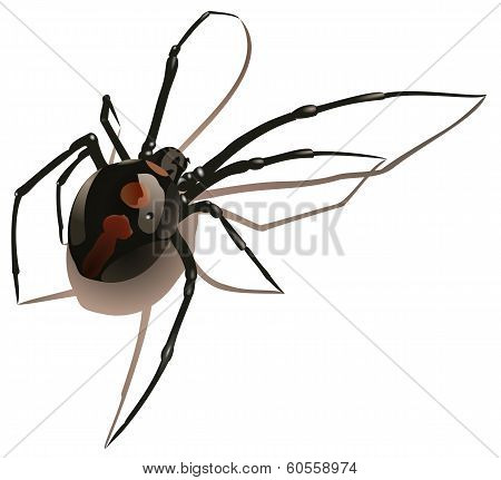 spider