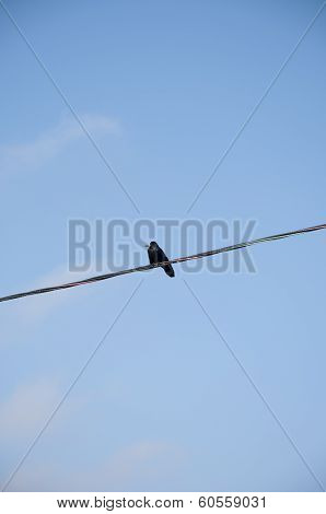 Raven