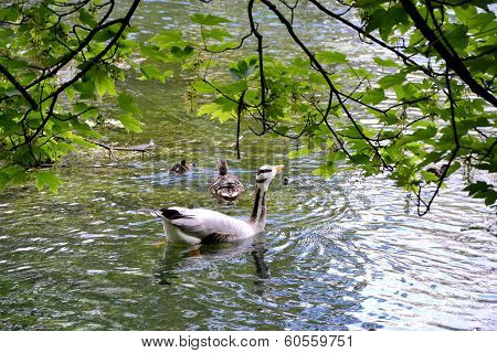 duck
