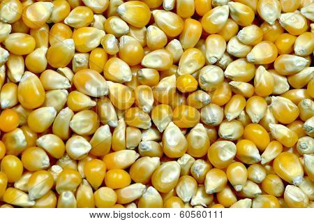 Popcorn kernels background