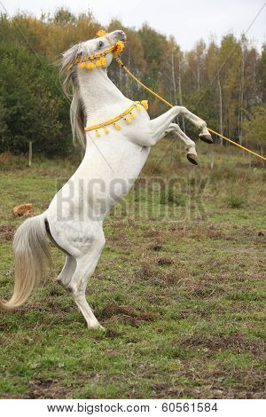 Gorgeous Arabian Stallion Prancing