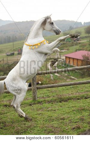 Gorgeous Arabian Stallion Prancing