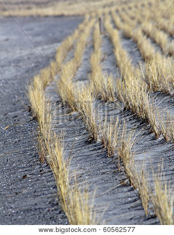 Close-up view of beachgrass