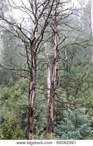 Deadwood, Alpine Region, Victoria Australia