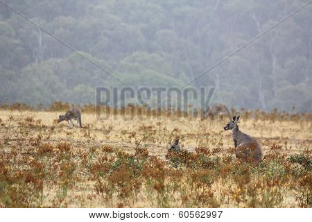 Kangaroos near Mt Bulla, Victoria, Australia 1
