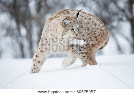 European lynx with meat in the mouth