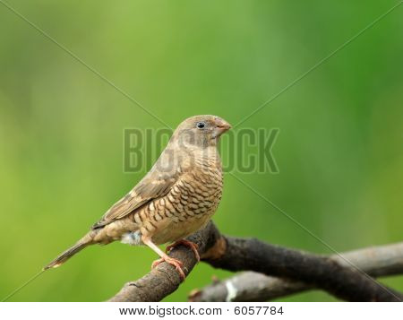Piros fejes finch - női
