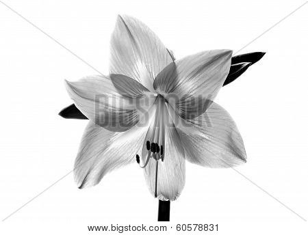 Amarilis Flower In Black And White