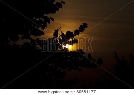 Sunset at forest