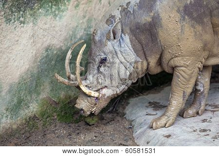 Babirusa Wild Boar Closeup