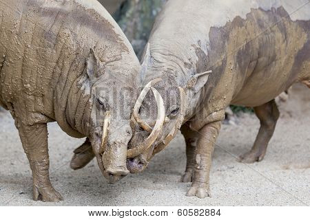 Babirusa Wild Boar Pair Snuggling