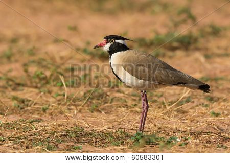 Black-headed Plover In Profile
