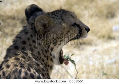 Otjitotongwe, Cheetah Lodge