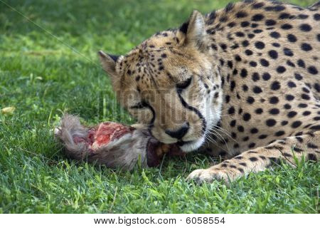 Otjitotongwe, Cheetah Lodge