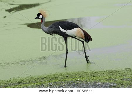 Black coronata Crane