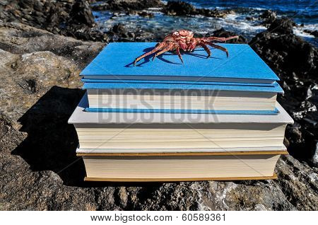 Orange Crab on Blue Books