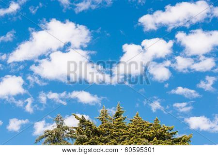 Trees and blue sky