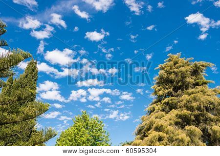 Trees and blue sky