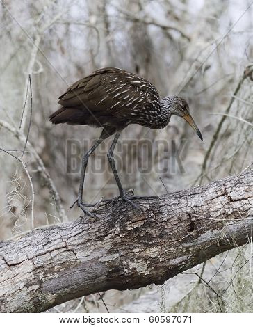 Limpkin Bird Walking On A Tree