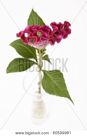 Celosia in glass vase on white, Silber-Brandschopf