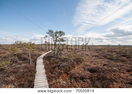Swamp View With Trees And Boardwalk