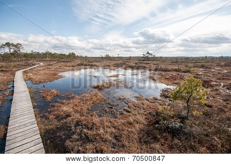 Swamp View With Trees And Boardwalk