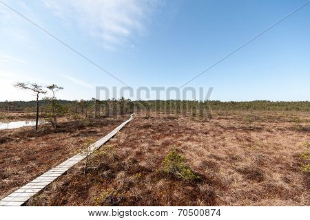 Swamp View With Trees And Boardwalk