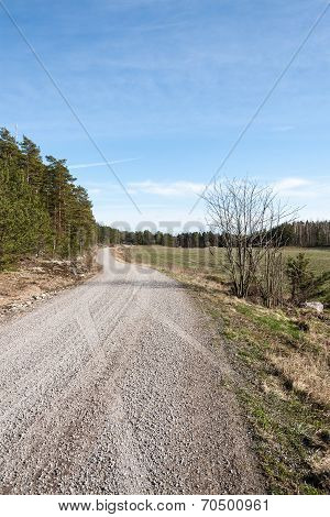 Country Road In Forest