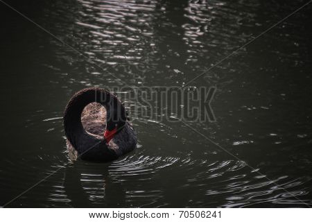 Swan circle