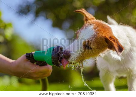 dog drinks water, spray