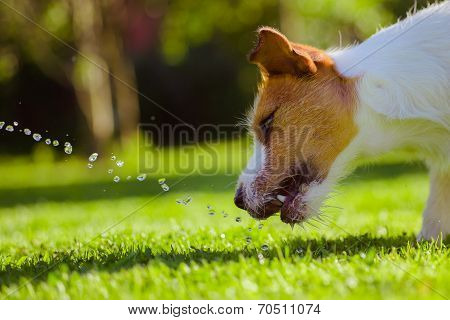 dog drinks water, spray
