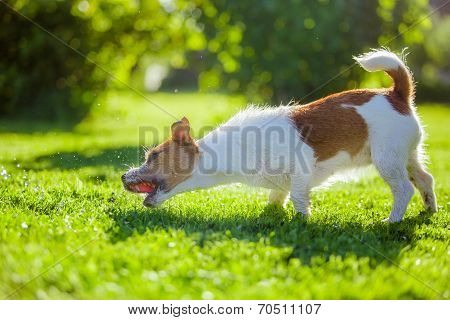 dog drinks water, spray