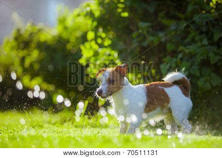 dog drinks water, spray