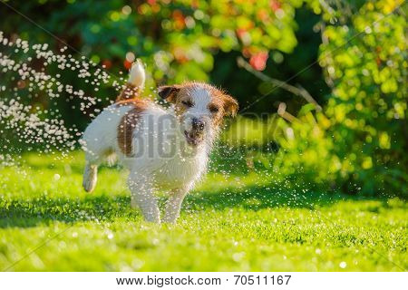 dog drinks water, spray