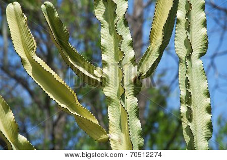 Barbed Wire Cactus