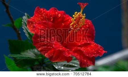 Hibiscus
