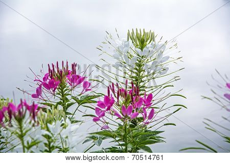 Cleome