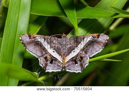 Semiothisa Eleonora Moth