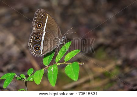 Smooth-eyed Bushbrown Butterfly