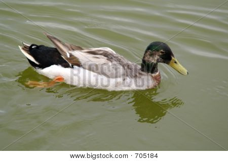 Ente