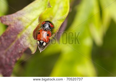 Ladybirds Mating
