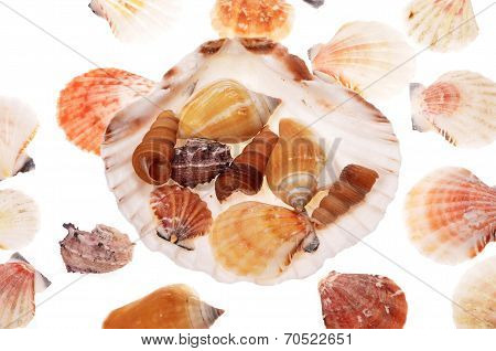 shells seashells