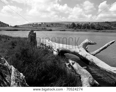 Fallen tree