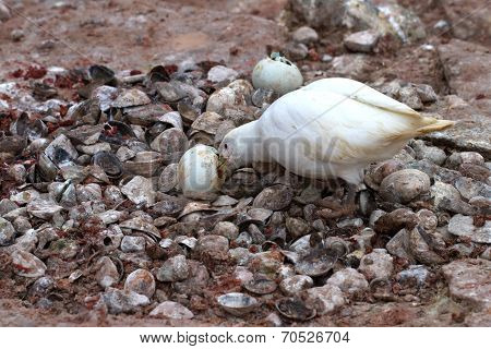 Snowy Sheathbil Who Eats Egg Penguin In Thrown By Nest