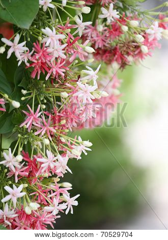 Drunen Sailor Or Rangoon Creeper Flower.