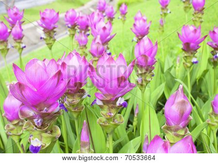 Curcuma Alismatifolia