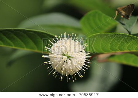 Buttonbush flower with green leaves in background