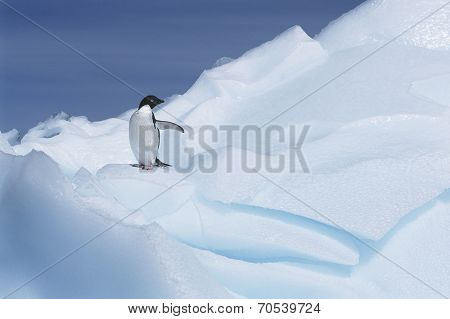 AdÃ?Ã?Ã?ÃÂ©lie Penguin (Pygoscelis adeliae) on glacier