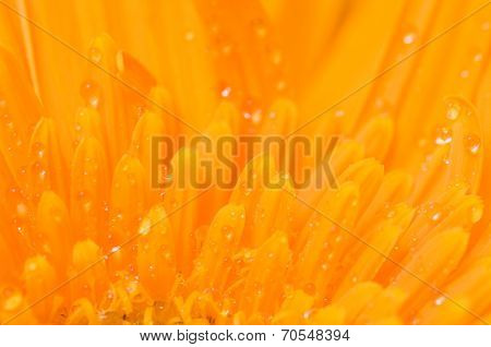 Drops Of Water On A Yellow Flower